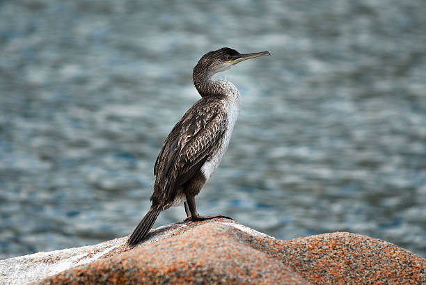 cormoran - Photo