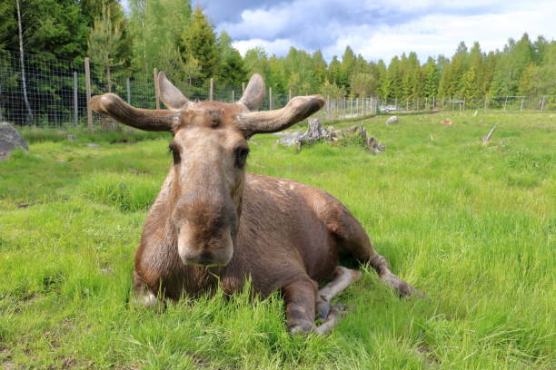 European Moose, Alces alces, also known as the elk. Wild life animal in a wildlife resort in sweden European Moose, Alces alces, also known as the elk. Wild life animal in wildlife resort in sweden alces alces gigas stock pictures, royalty-free photos & images