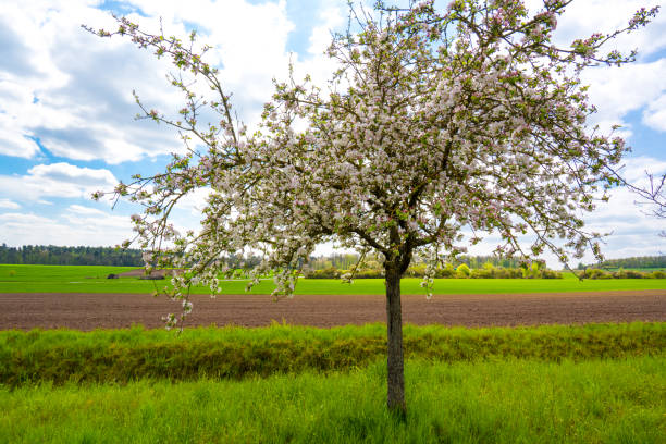 Aperture 16, exposure time 1/160 sec., ISO 160, focal length 25 mm, UV filter, sun visor, full format camera, Malus domestica, malus,
