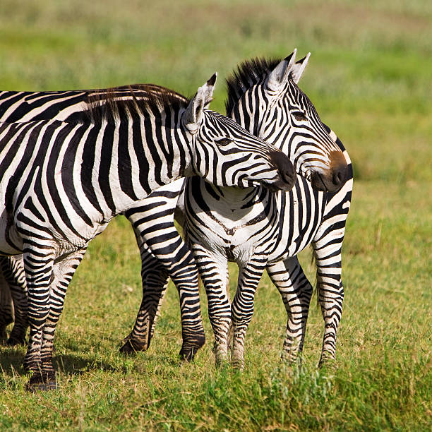 istock Zebras in the Ngorongoro Crater 146910154