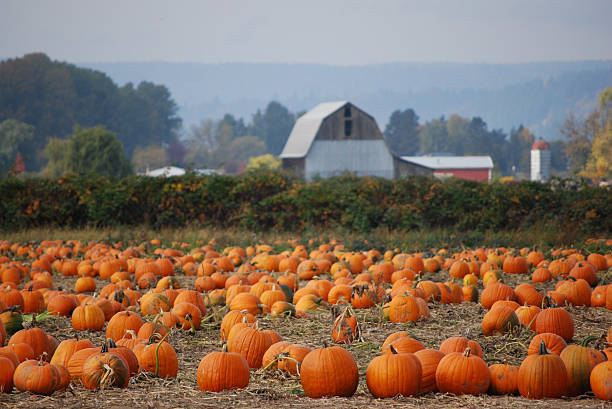 тыквенное поле - pumpkin patch стоковые фото и изображения