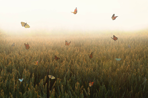 harmonious colorful butterflies dancing in a sunlit meadow