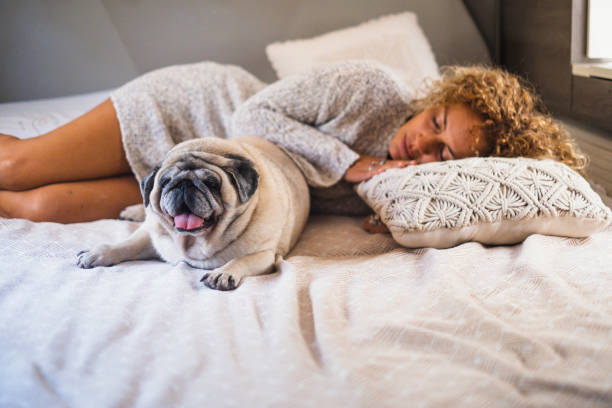 istock People sleeping and having relax indoor leisure activity inside camper van with her best friend pug dog on the bed. Concept of love animal and friendship. Healthy lifestyle woman enjoy relax 1469103641