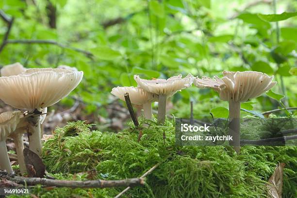 Foto de Pouco De Cogumelos e mais fotos de stock de Bosque - Floresta - Bosque - Floresta, Cogumelo - Fungo, Floresta