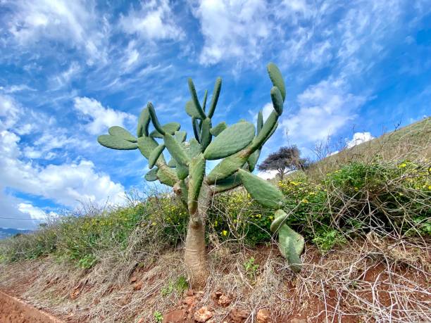 istock Cactus at Funchal Madeira 1469104338
