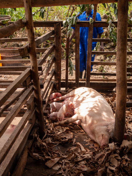 istock Pig and her piglets in the pigsty 1469105740