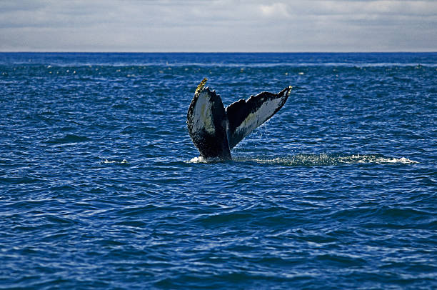 istock The tail of a humpback whale 146910626