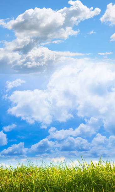 istock Green wild grass on sky background - image with copy space 1469107000