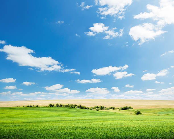 istock Oat field with green grass and blue sky with clouds 146910711