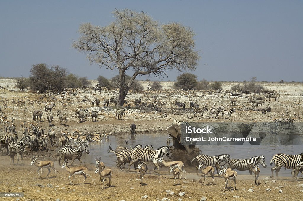 Africain-Plan d'eau - Photo de Parc National d'Etosha libre de droits