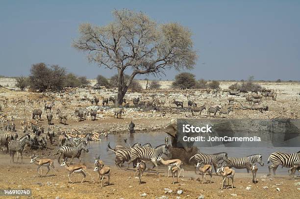 Photo libre de droit de Africainplan Deau banque d'images et plus d'images libres de droit de Parc National d'Etosha - Parc National d'Etosha, Plan d'eau, Afrique