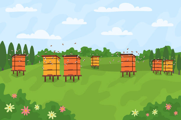 ilustrações de stock, clip art, desenhos animados e ícones de cartoon color apiary with bee hives and flying honeybees landscape scene concept. vector - field image computer graphic bee