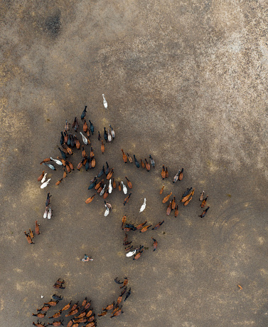 Aerial view of large group horses on land. Kayseri / Turkey. Taken via drone.