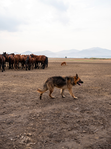 German shepherd dog controlling horses. Taken via medium format camera. Kayseri, Türkiye.