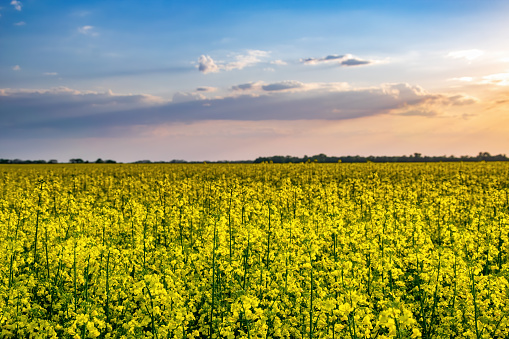 Picturesque view of blooming canola field at sunset. Rapeseed or canola field with beautiful sunset sky, rape seed is plant for green energy and oil industry, springtime golden flowering field