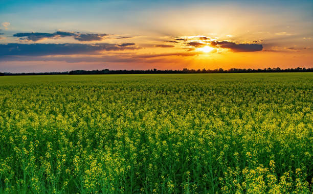 istock Magnificent sunset over blooming rapeseed field. Agriculture concept 1469110444