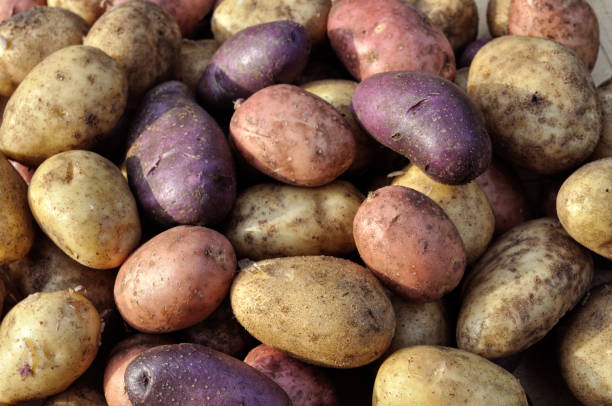 istock different sorts of  potato 1469111854