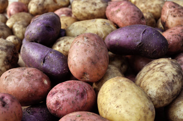 istock different sorts of  potato 1469111858