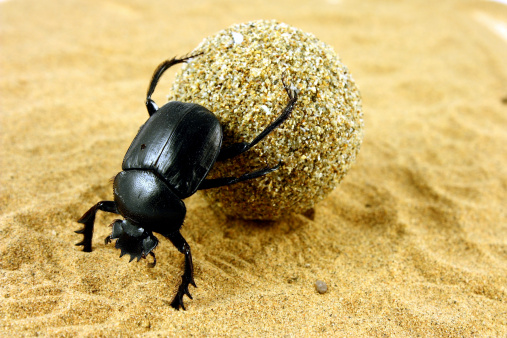 Beetle pushing its ball of dung