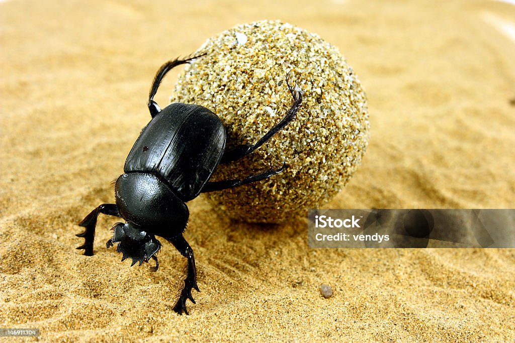 Scarabaeus sacer Beetle pushing its ball of dung Scarab Beetle Stock Photo