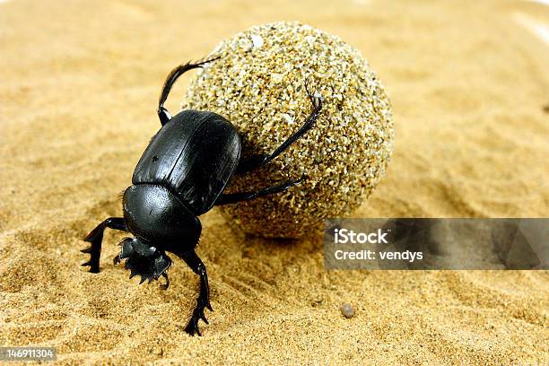 Scarabaeus Sacer Stock Photo - Download Image Now - Scarab Beetle, Desert Area, Insect