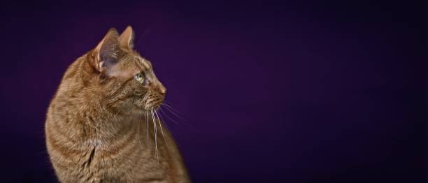 istock Cute red cat looking curious away over dark background.. Panoramic image with copy space. 1469115180