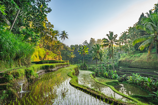 Terraza de arroz Bali, Indonesia photo