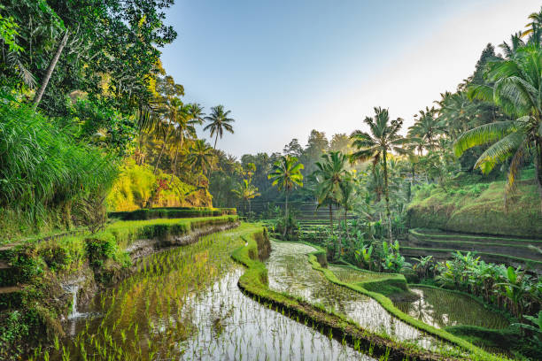 rice terrace bali, indonesia - bali-fotos stockfoto's en -beelden