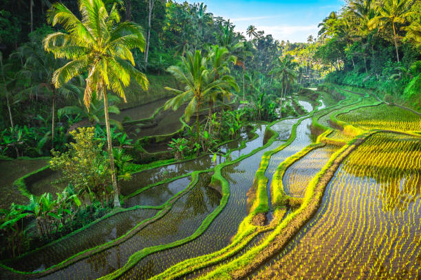 ライステラスバリ, インドネシア - bali indonesia rice paddy rice ストックフォトと画像