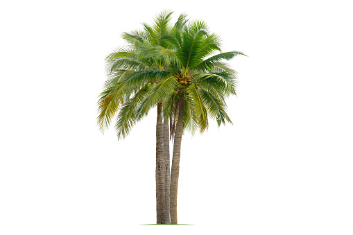 Coconut palm tree isolated on white background.