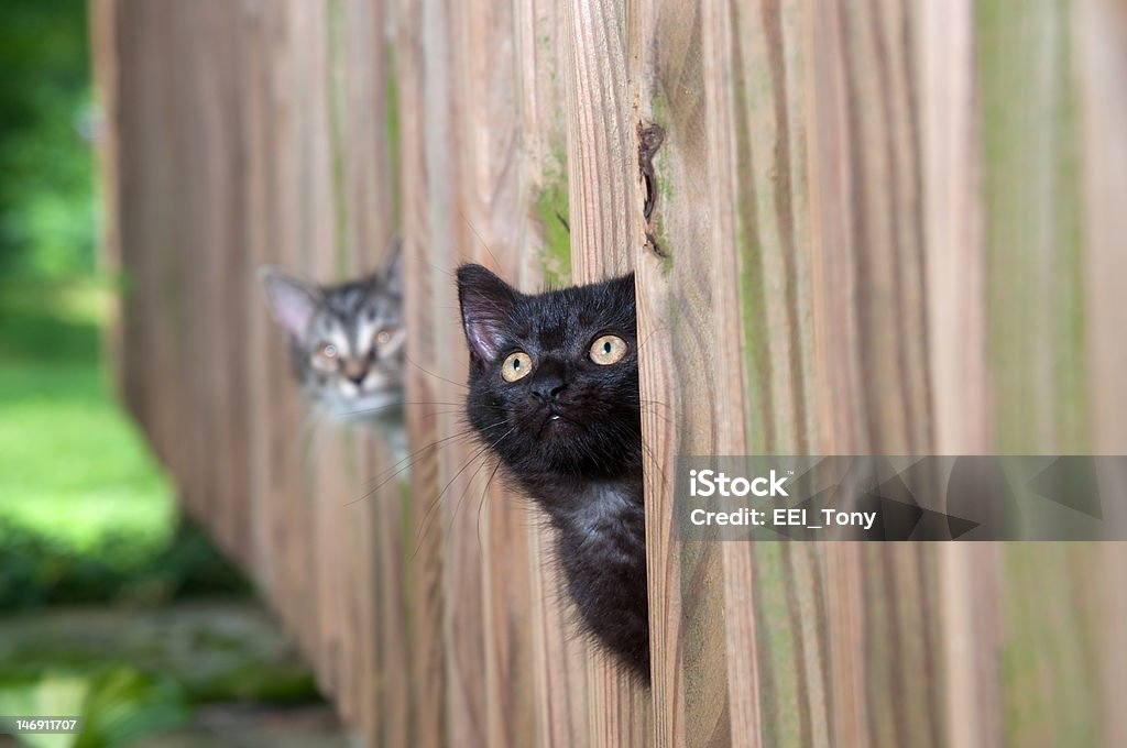 Two kittens peeking through a fence Two cute kittens peeking through a wooden fence Fence Stock Photo