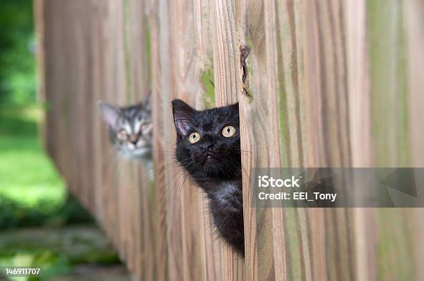 Two Kittens Peeking Through A Fence Stock Photo - Download Image Now - Fence, Peeking, Animal