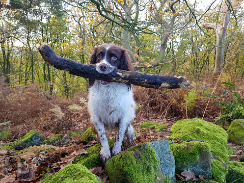 Brown and White Springer Spaniel holding a big stick