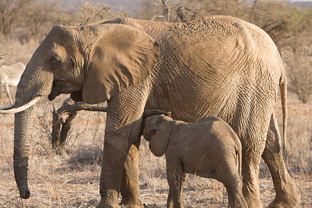 istock Elephant mother and child 146911763