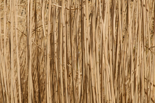 Nature background - close-up of dense elephant grass (miscanthus), grown as an alternative to fossil fuels (used as raw material for making pelets).