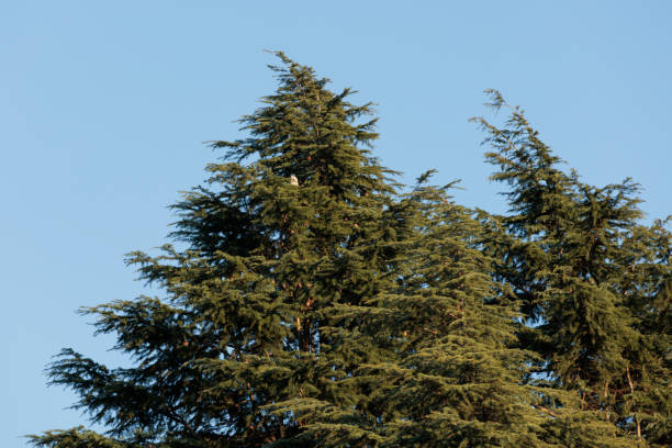 northern goshawk Giant hawk perched on a Himalayan cedar branch at dusk cedrus deodara stock pictures, royalty-free photos & images