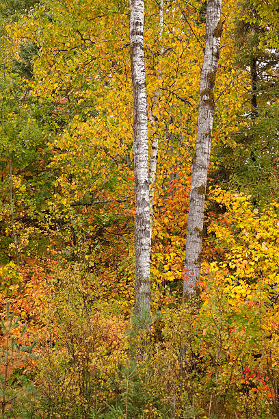 Fall Colors stock photo