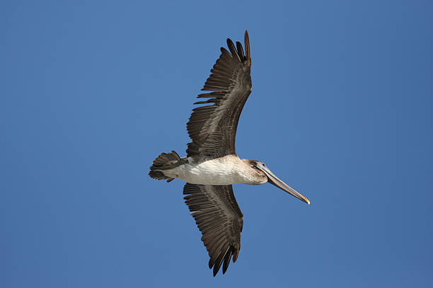 Pelican in flight stock photo