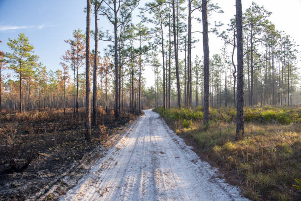 route sablonneuse droite à travers la forêt de pins et de palmiers avec une zone brûlée d’un côté - enviornment controlled fire palmetto saw palmetto photos et images de collection