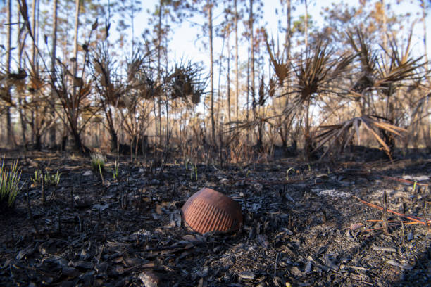 prise de vue au niveau du sol d’une forêt de pins et de palmiers nains après brûlage dirigé avec base de tasse de térébenthine (herty) sur le sol - enviornment controlled fire palmetto saw palmetto photos et images de collection