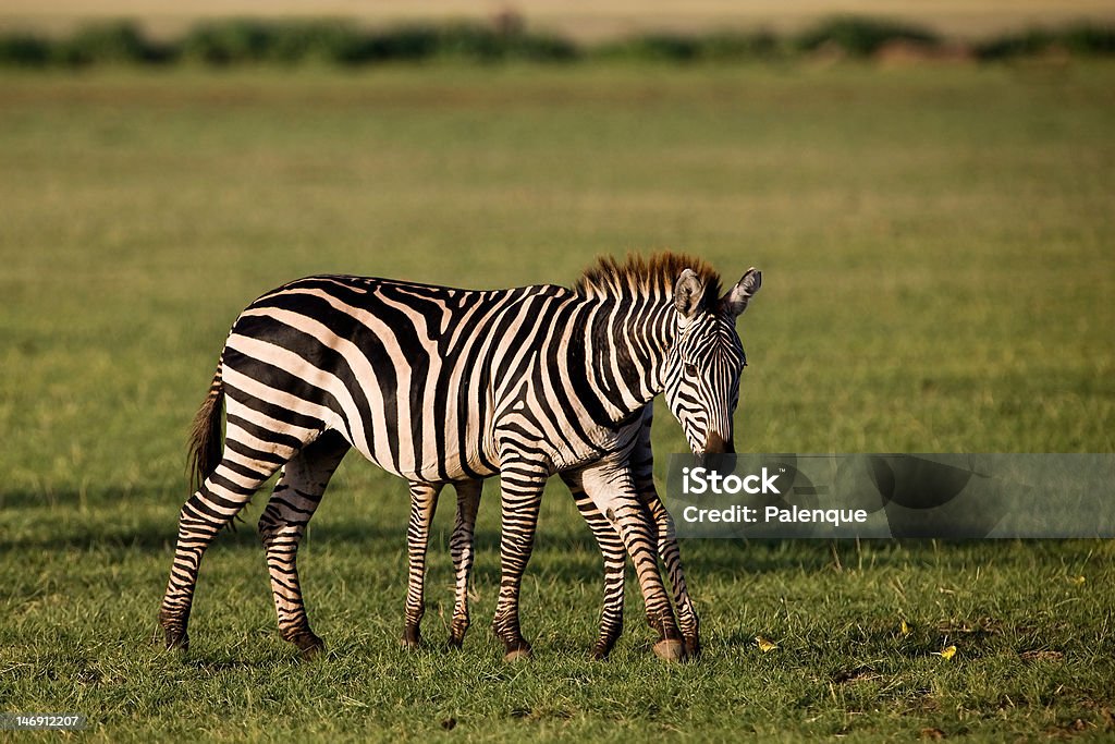 Zebras - Royalty-free Animal Foto de stock