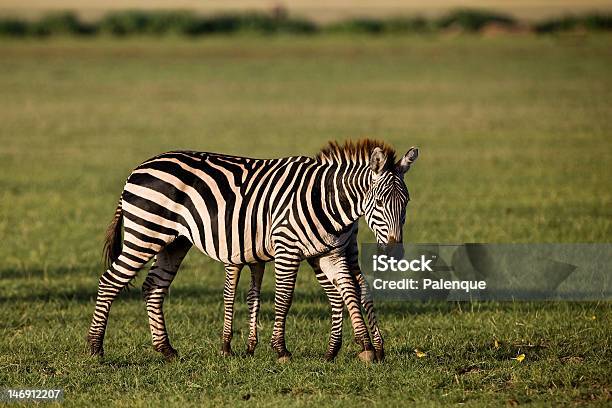 Zebras - Fotografias de stock e mais imagens de Animal - Animal, Animal de Safari, Animal selvagem