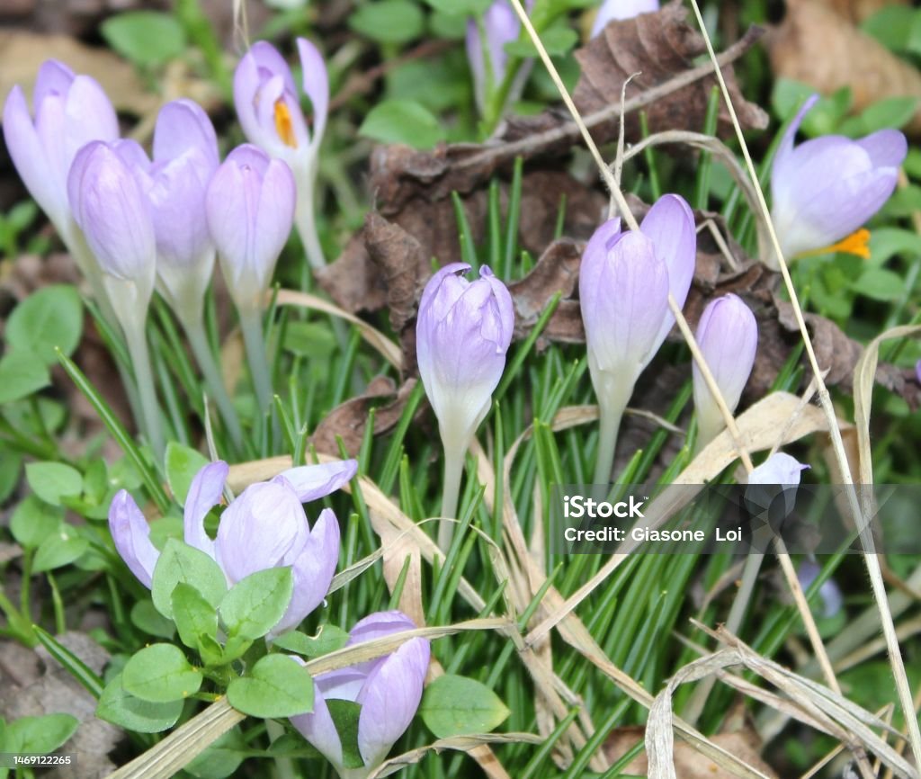 crocus flovers Purple crocus flowers in winter. Beginning of spring in Italy in the last days of February. Floral arrangement in nature. Beauty Stock Photo