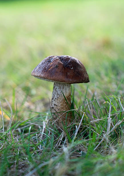 istock brown cap mushroom in the moss 146912462