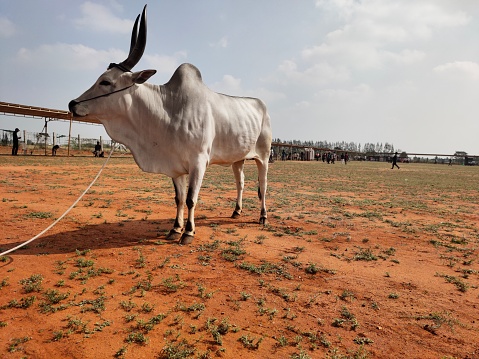 White colour kangeyam cow breed, it is the ancient cow breed of tamilnadu,India