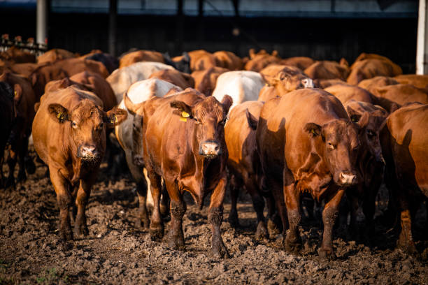 istock Herd of cows walking out the cowshed and going on pasture to graze. 1469128528