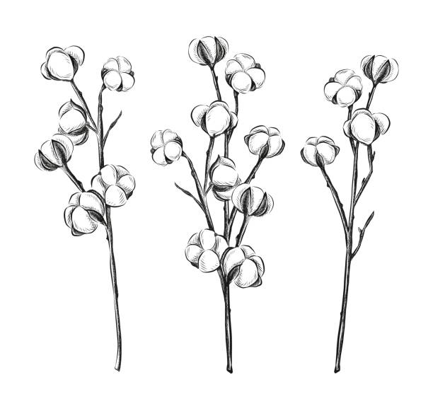 коллекция рисованные вручную хлопковые цветы на белом фоне. - cotton flower white background white stock illustrations