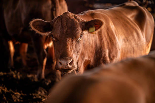 istock Brown Angus cow at cattle farm in cowshed. 1469128798