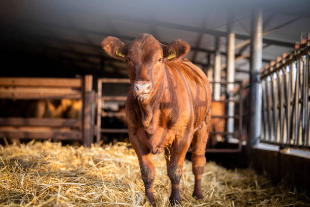 istock Calf standing in cowshed at the farm. 1469129625