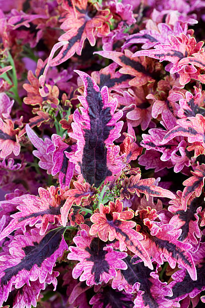 Colorful Leaves of the Coleus Plant stock photo